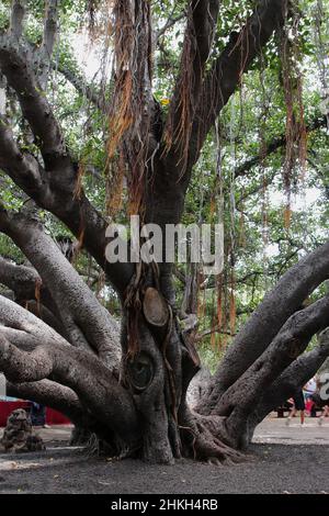 In Lahaina, Maui, Hawaii, USA, bilden viele Zweige eines Banyan-Baumes einen großen Stamm mit den Wurzeln der Antennenstütze Stockfoto