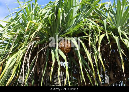 Das Baldachin und die Frucht eines Hala-Baumes, Pandanus tectorius, in Wailua, Kauai, Hawaii, USA Stockfoto