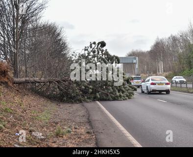 Der Sturm Malik traf Großbritannien, wo Hundewanderer in Dunbar, East Lothian, von Sandstürmen erfasst wurden und Fahrer auf der Hauptstraße A1 in der Nähe von Musselburgh, East Lothian, gefallenen Bäumen nur knapp ausweichen konnten. Stockfoto