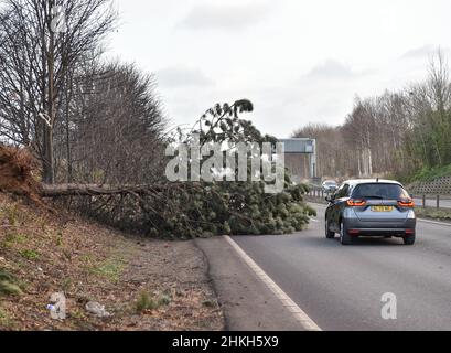 Der Sturm Malik traf Großbritannien, wo Hundewanderer in Dunbar, East Lothian, von Sandstürmen erfasst wurden und Fahrer auf der Hauptstraße A1 in der Nähe von Musselburgh, East Lothian, gefallenen Bäumen nur knapp ausweichen konnten. Stockfoto