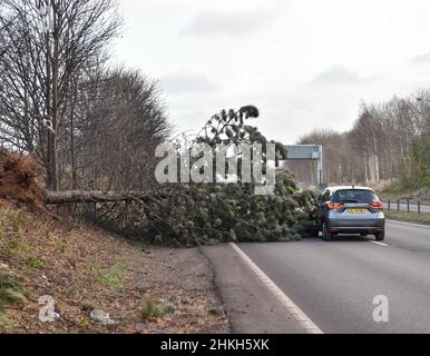 Der Sturm Malik traf Großbritannien, wo Hundewanderer in Dunbar, East Lothian, von Sandstürmen erfasst wurden und Fahrer auf der Hauptstraße A1 in der Nähe von Musselburgh, East Lothian, gefallenen Bäumen nur knapp ausweichen konnten. Stockfoto