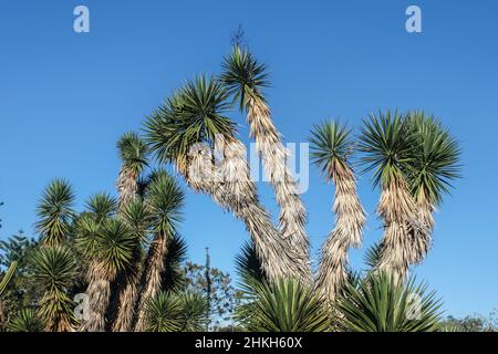Yucca brevifolia oder Joshua Bäume gegen klaren blauen Himmel im botanischen Garten in Australien. Stockfoto