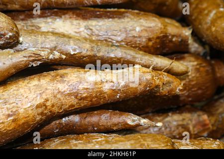 Yucca Wurzel oder Manihot Esculenta oder Maniok - ein Grundnahrungsmittel in der Küche in mexikanischen und anderen Kulturen verwendet Stockfoto