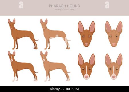 Pharaoh-Hund Clipart. Verschiedene Posen, Fellfarben eingestellt. Vektorgrafik Stock Vektor