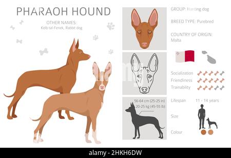 Pharaoh-Hund Clipart. Verschiedene Posen, Fellfarben eingestellt. Vektorgrafik Stock Vektor