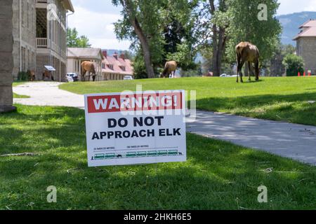 Wyoming, USA - 4. Juli 2021: Das Warnschild für Touristen, sich nicht Elchwildtieren in Mammoth Hot Springs im Yellowstone National Park zu nähern Stockfoto