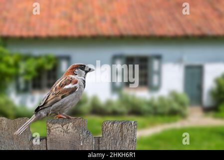 Männlicher gemeiner Sperling / Haussperling (Passer domesticus), der auf einem alten Holzzaun im Garten des Hauses auf dem Land thront