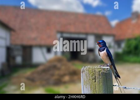 Scheune Swallow (Hirundo rustica) auf Holzzaunpfosten im Hof des Bauernhofes auf dem Land thront Stockfoto