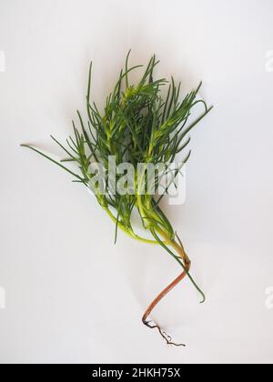 agretti (wissenschaftlicher Name Salsola soda aka als gegenblättrige Salzwürze, russische Distel oder barilla-Pflanze) Gemüse vegetarische Nahrung Stockfoto