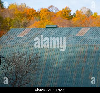 Blau graues Stahl Metall Scheune Dach fallen Herbst farbige orange Blätter im Hintergrund ein Baum ohne Blätter vor Scheune in der ländlichen Gegend von Ontario Stockfoto