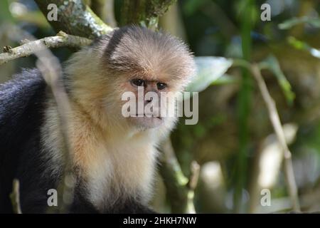 Ein Kapuzineraffen in Costa Rica im Corcovado National Park Stockfoto