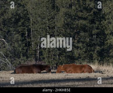 Zwei Pferde schlafen auf dem Feld an sonnigen Tag ein Kastanie ein dunkles Pferd im Gras im Paddock mit Bäumen des Waldes im Hintergrund horizontal liegen Stockfoto