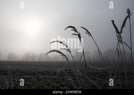 Winterlandschaft an einem Tag mit Nebel und Frost mit Bäumen am Horizont und Gras im Vordergrund Stockfoto