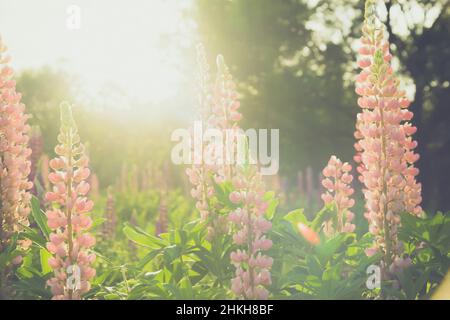 Blühende Lupinenblüten. Ein Feld von Lupinen. Bunte Sommer Blume Hintergrund. Stockfoto
