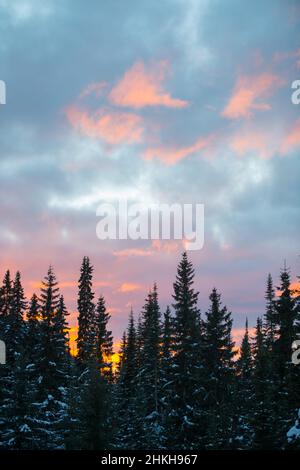 Schöner farbenprächtigem Sonnenuntergang von rosa und violetten Wolken in blauem Abendhimmel in der Dämmerung hohe Lodge Pinien Wald unten im Skigebiet vertikal Stockfoto