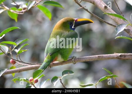 Ein smaragdgrüner Tukan in Monteverde Costa Rica Stockfoto