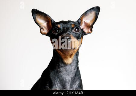 Nahaufnahme Porträt von Miniatur-Pinscher Hund mit Symptomerkrankung - follikuläre Dysplasie oder Alopezie-Muster. Konzept der Gesundheitsversorgung, Fell und Haut Haustier p Stockfoto