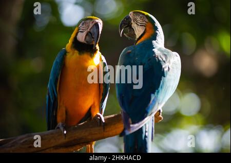 Cartagena, Kolumbien. 04th. Februar 2022. Papageien werden am 4. Februar 2022 in einem Naturschutzgebiet im Hafen von Cartagena in Cartagena, Kolumbien, gesehen. Kredit: Long Visual Press/Alamy Live Nachrichten Stockfoto