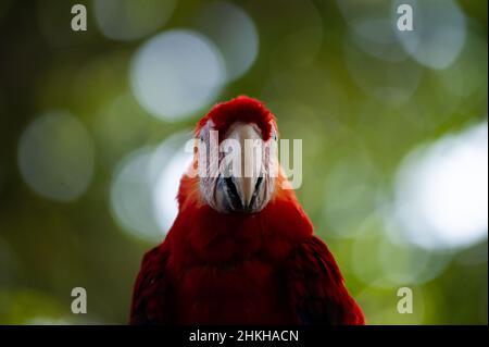 Cartagena, Kolumbien. 04th. Februar 2022. Papageien werden am 4. Februar 2022 in einem Naturschutzgebiet im Hafen von Cartagena in Cartagena, Kolumbien, gesehen. Kredit: Long Visual Press/Alamy Live Nachrichten Stockfoto