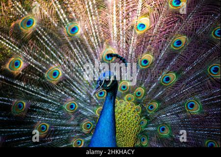 Cartagena, Kolumbien. 04th. Februar 2022. Am 4. Februar 2022 wird ein Pfau in einem Naturschutzgebiet im Hafen von Cartagena in Cartagena, Kolumbien, gesehen. Kredit: Long Visual Press/Alamy Live Nachrichten Stockfoto