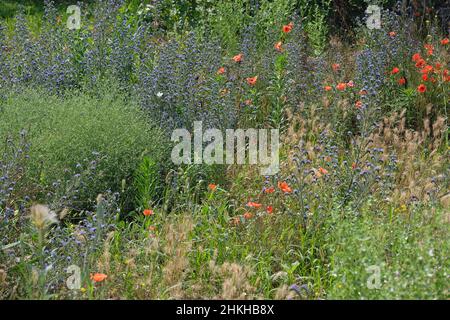 Bright wild flowers summer background. meadow with poppies, daisies and other wildflowers. field overgrown with grass and flowers. wild poppies on the Stockfoto