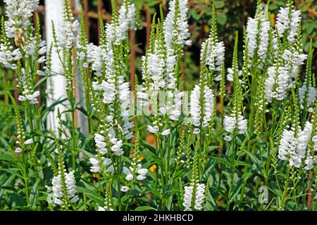 Blühende weiße Lupine im Hof. Viele weiße Lupinen im Garten. Sommerhintergrund. Wilde Lupine blüht Stockfoto