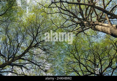 Unter riesigem Baum auf Zweig im Naturhintergrund. Naturmuster des Baumes aus Wurmsicht in klarem Tag. Schönheit in der Natur Konzept mit grünem Blatt von gian Stockfoto