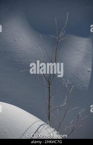 Isolierter Frost bedeckte Zweige und Äste von Busch oder kleinen Bäumen, die aus weißen Schneehügeln wuchsen, mit Schatten, die im Hintergrund von der Nachmittagssonne geworfen wurden Stockfoto