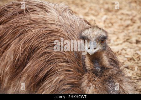 Der größere rhea (Rhea americana), flugunser Vogel in Nahaufnahme. Stockfoto
