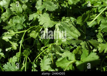 Korianderblätter im Gemüsegarten Grünes Blattgemüse Agrarkonzept für Hintergrund Stockfoto