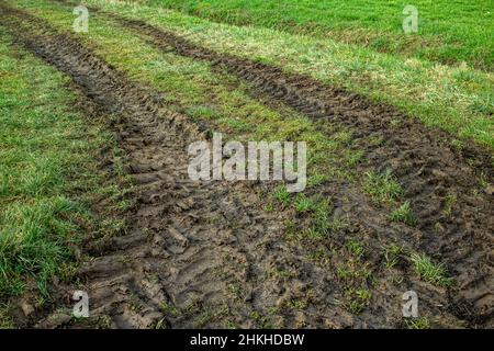 Landwirtschaftliche Fahrzeuge mit großen Rädern hinterlassen tiefe Reifenspuren auf einer Wiese, nachdem der Regen die Bodenoberfläche aufgeweicht hat Stockfoto