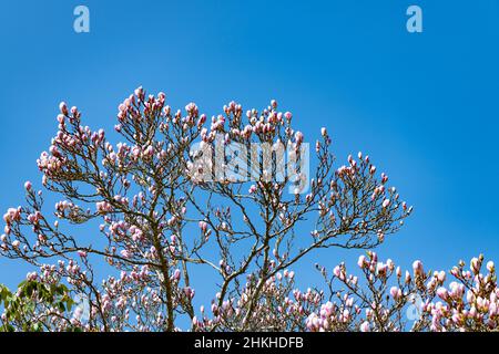 Magnolia Lilliflora Baum in Blüte am blauen Himmel im Frühling Stockfoto