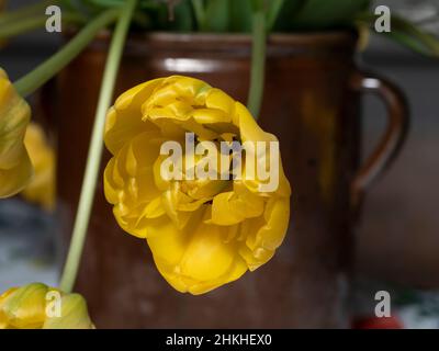 Nahaufnahme einer gelben, gefüllten Tulpenblüte in einer Tonvase. Stockfoto