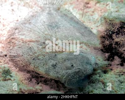 Eine Leopardenflunder (Bothus pantherinus) im Roten Meer, Ägypten Stockfoto