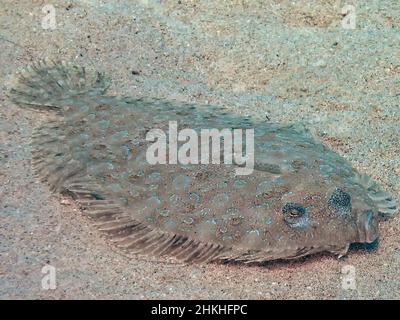 Eine Leopardenflunder (Bothus pantherinus) im Roten Meer, Ägypten Stockfoto