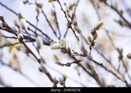 Frühlingstriebe auf salix-Zweigen Stockfoto