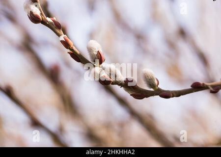 Frühlingstriebe auf salix-Zweigen Stockfoto