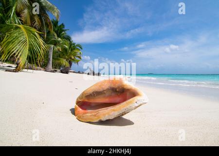 Muschel an einem unberührten Palmenstrand auf der Insel Chichime (San Blas) Stockfoto