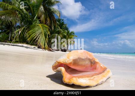 Muschel an einem unberührten Palmenstrand auf der Insel Chichime (San Blas) Stockfoto