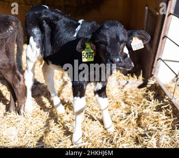 Neugeborene Kälber im Viehstall auf dem Kuhbetrieb Stockfoto