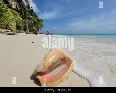 Muschel an einem unberührten Palmenstrand auf der Insel Chichime (San Blas) Stockfoto