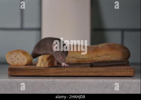 MauseNeben einem in Scheiben geschnittenen Laib Brot. Schädlingsbekämpfung. Ratte kriecht auf dem Schneidebrett, Hausschädling Stockfoto