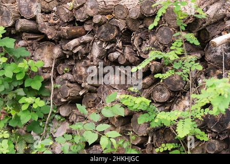 Ein Holzstapel aus alten Baumstämmen. Es gibt einen großen Haufen von gefällten Bäumen im Frühlingswald. Stockfoto