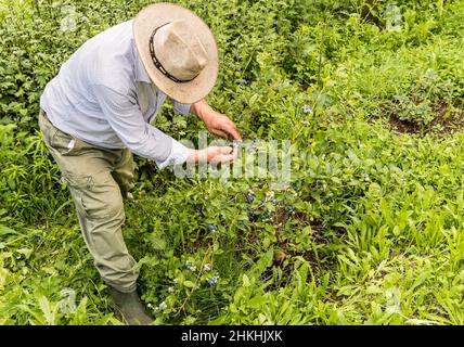 Ein älterer Mann pflückt Blaubeeren aus dem Busch im Garten. Stockfoto