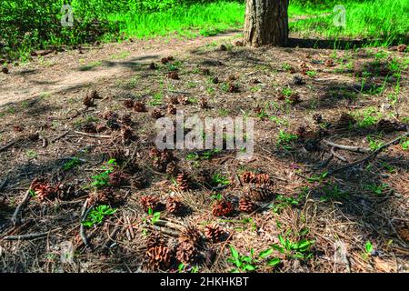 Nadelkegel auf dem Boden. Kiefernstamm und Zapfen Stockfoto