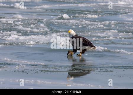 Der Weißkopfadler (Haliaeetus leucocephalus), der Fisch auf einem gefrorenen Lake Michigan isst Stockfoto