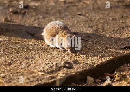 Gemeine braune Ratte, Rattus norvegicus, die Vogelsamen frisst, die von einem Futterhäuschen fallen gelassen wurden. Stockfoto