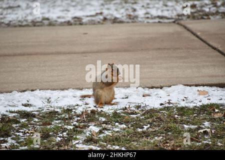 Cold Fox Squirrel (Sciurus niger) isst an der Illinois State University, Normal IL, USA Stockfoto