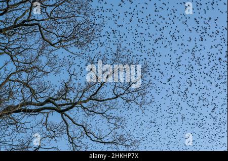 Tausende von Staren Sturnus vulgaris, die an einem Murren über dem Himmel von North Norfolk, Großbritannien, teilnahmen Stockfoto