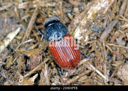 Nachtfliegender Mistkäfer, Aphodius auf Mist. Stockfoto